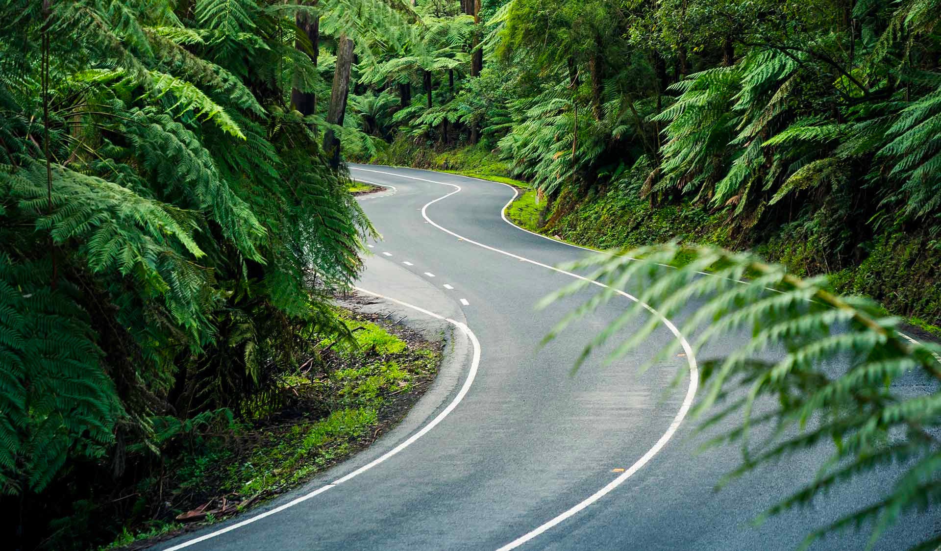 Series of bends on Black Spur Drive road in Australia